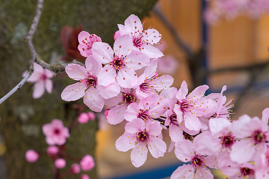 cherry blossom, red, spring, nature, garden, flower, flowering plant HD wallpaper