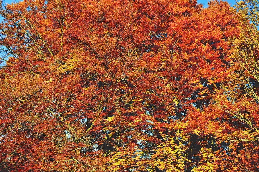 sweden, leaf, leaves, tree, autumn, fall, sky, change, beauty in nature HD wallpaper