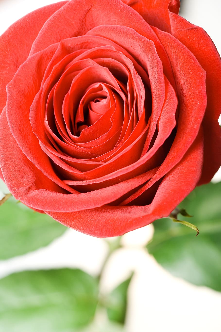 rose, red, white, flores, closeup, isolated, decoration, bud HD wallpaper
