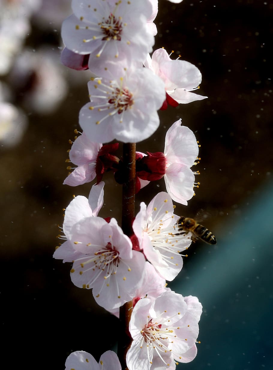 flowers, white, spring, casey, tree, nature, supplies, nice HD wallpaper