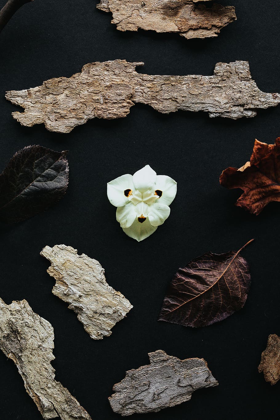 white-petaled flower, leaf, plant, mineral, crystal, rock, quartz HD wallpaper