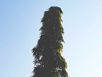 green leafed tree under blue sky, conifer, plant, flora, indonesia HD wallpaper