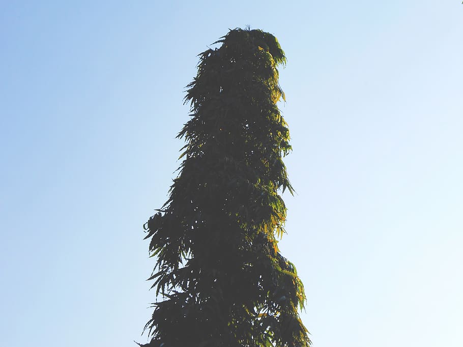 green leafed tree under blue sky, conifer, plant, flora, indonesia HD wallpaper
