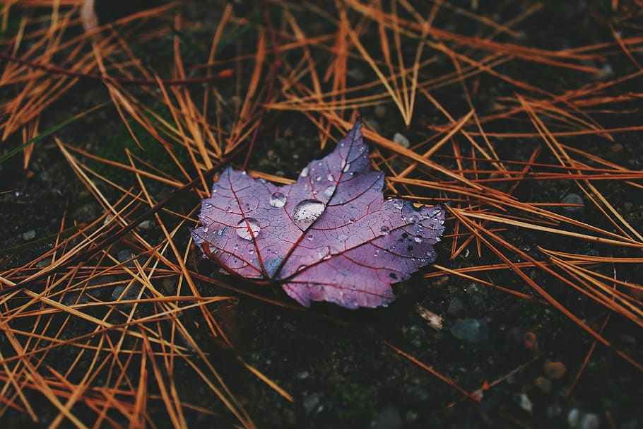 wet, leaf, purple, raindrops, outdoor, stick, autumn, fall HD wallpaper