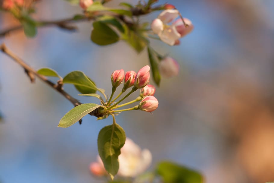 spring, flower, flowers, background, focus, closeup, outdoor HD wallpaper