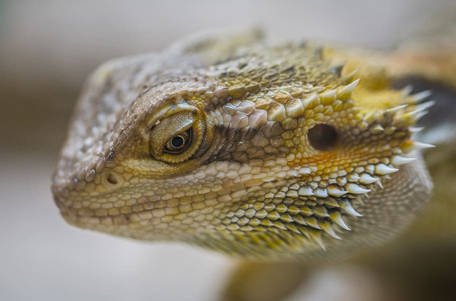 Close-Up Photography of Central Bearded Dragon, animal, animal photography, HD wallpaper