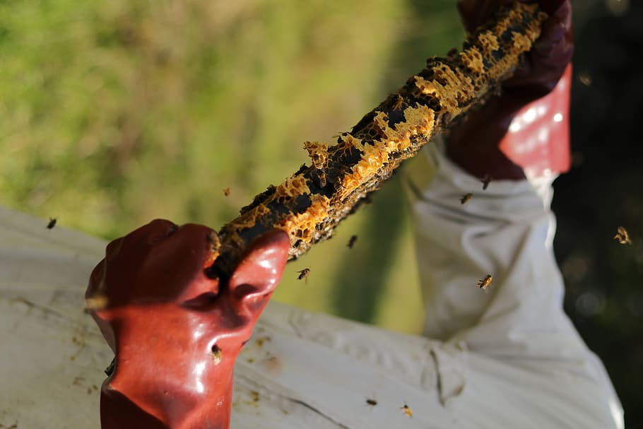 person holding beehive, focus on foreground, real people, one person HD wallpaper