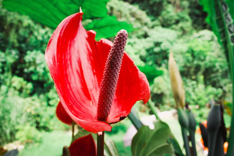 flora, flower, landscape, spring, flowers, summer, plant, nature HD wallpaper