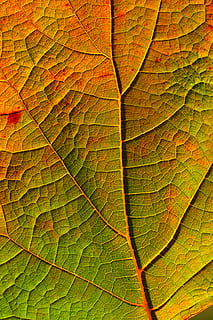 green and orange leaf, veins, plant, texture, maple leaf, ground HD wallpaper