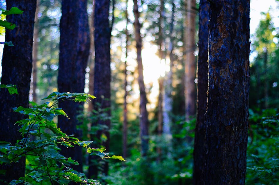 Green Trees, bark, branch, daylight, environment, fall, growth HD wallpaper