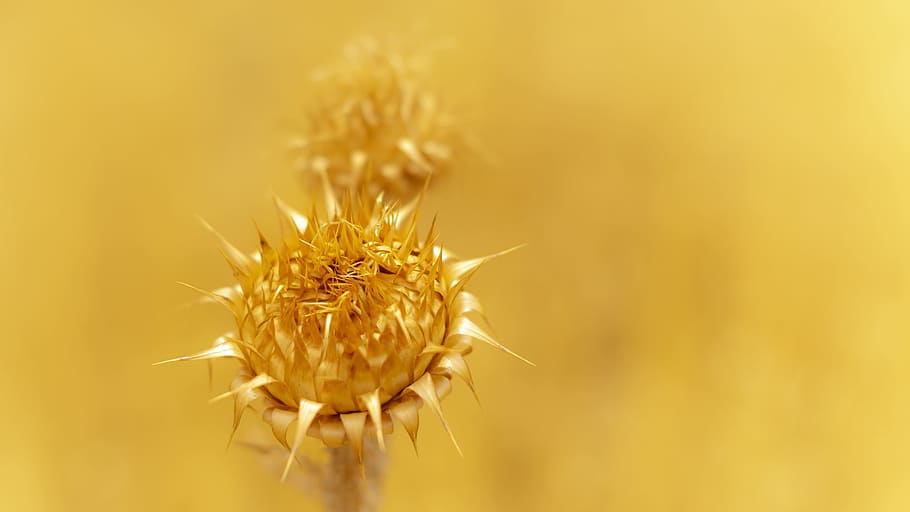 closeup photo of yellow flower, bud, detail, sun, summer, nature HD wallpaper
