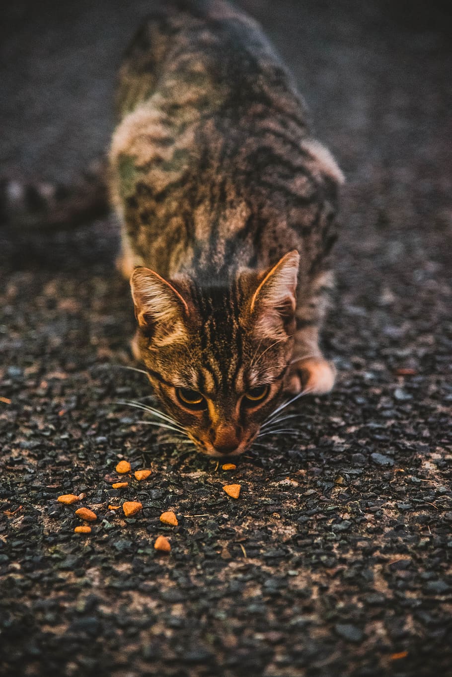 black and brown cat, animal, pet, manx, mammal, food, wildlife HD wallpaper