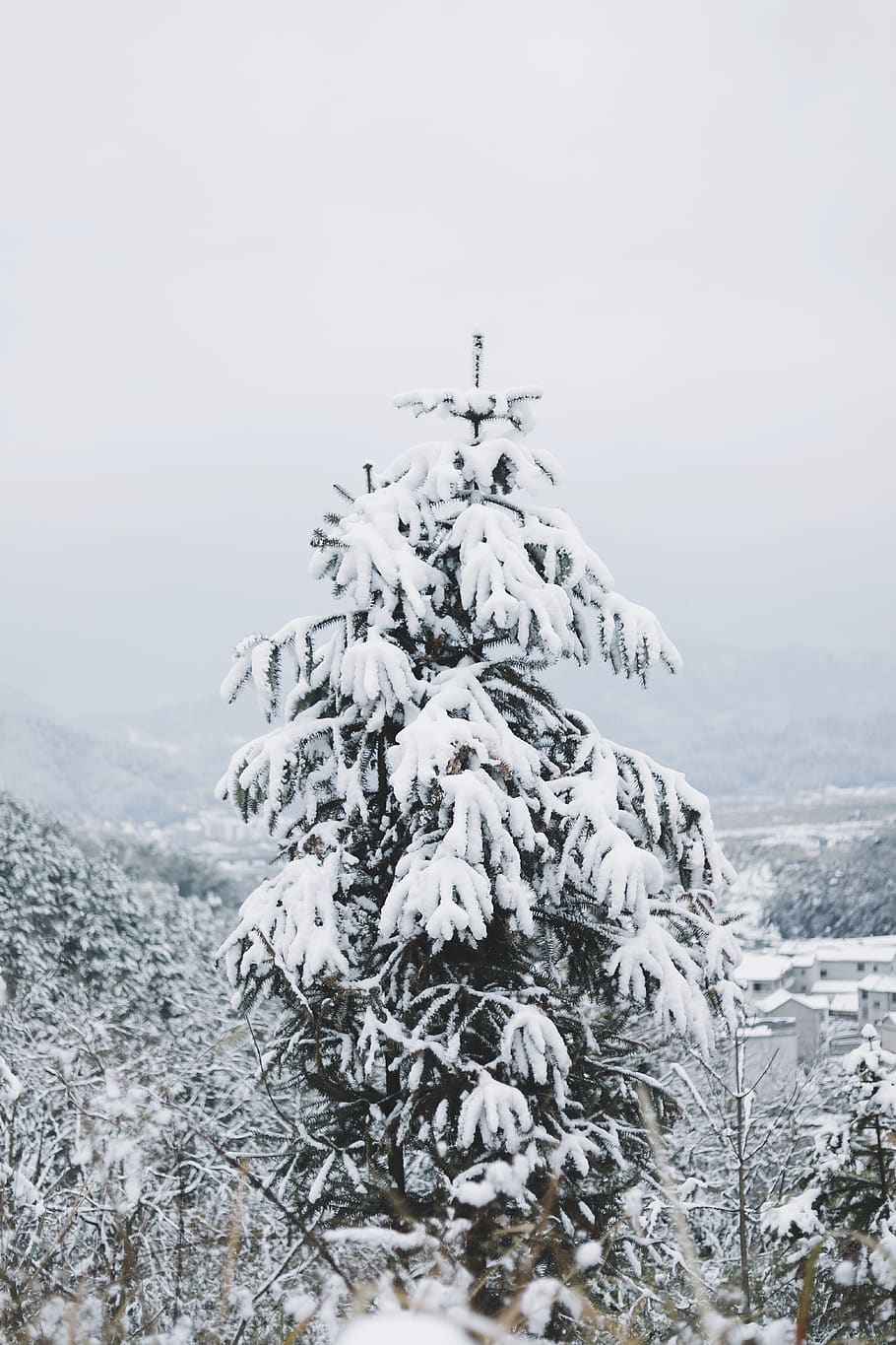 pine tree covered with snow, nature, outdoors, ice, plant, winter HD wallpaper
