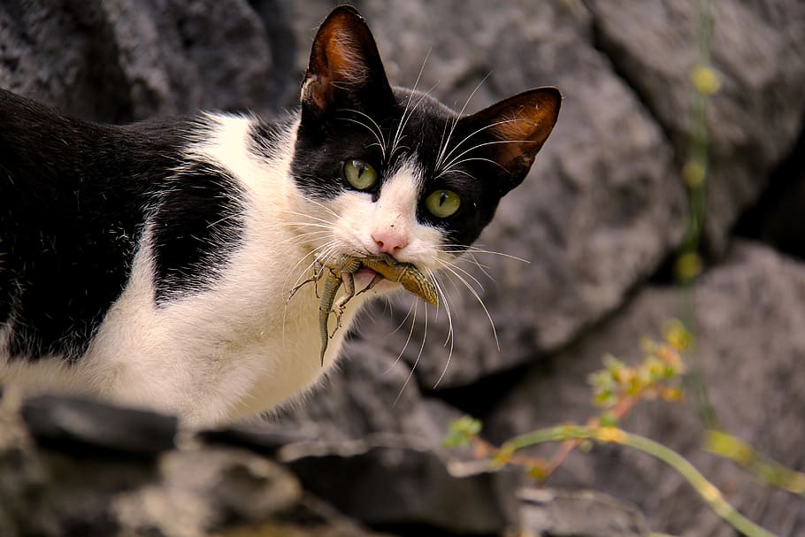 nature, animal, cat, lizard, domestic cat, feline, animal themes HD wallpaper