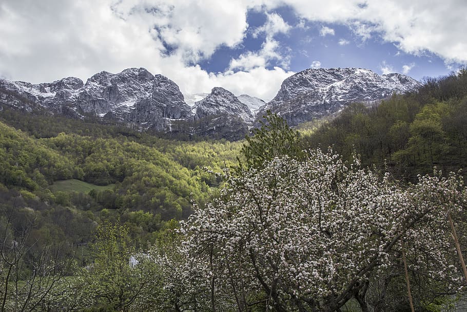 spain, felechosa, forest, beeches, clouds, snow, appletree HD wallpaper