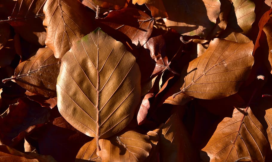 leaves, beech leaves, nature, autumn, fall foliage, november, HD wallpaper