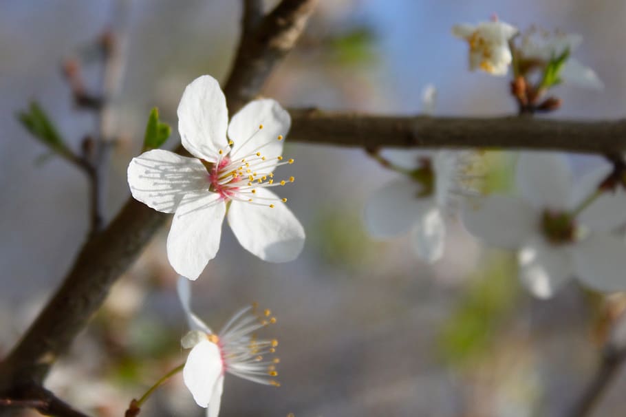 flower, white, spring, flowers, garden, plant, flowering plant HD wallpaper