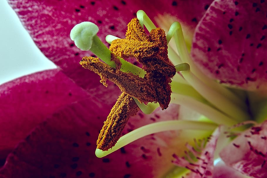 lily, macro, pollen, stamp, blossom, bloom, flower, nature HD wallpaper