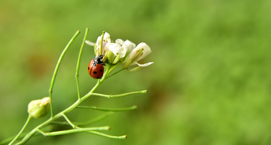 ladybug, meadow, nature, insect, beetle, plant, grass, flower HD wallpaper