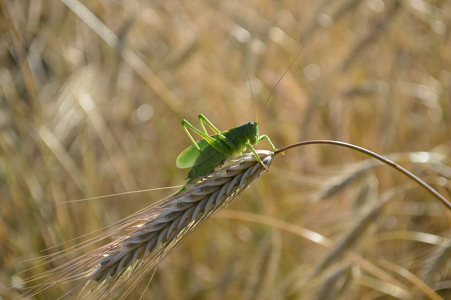 grasshopper, insect, cereals, summer, sun, close up, plant HD wallpaper
