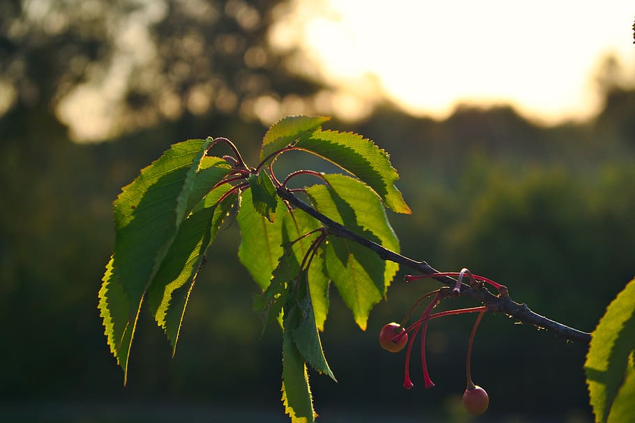 sunset, golden hur, tree, leafs, plant part, focus on foreground HD wallpaper