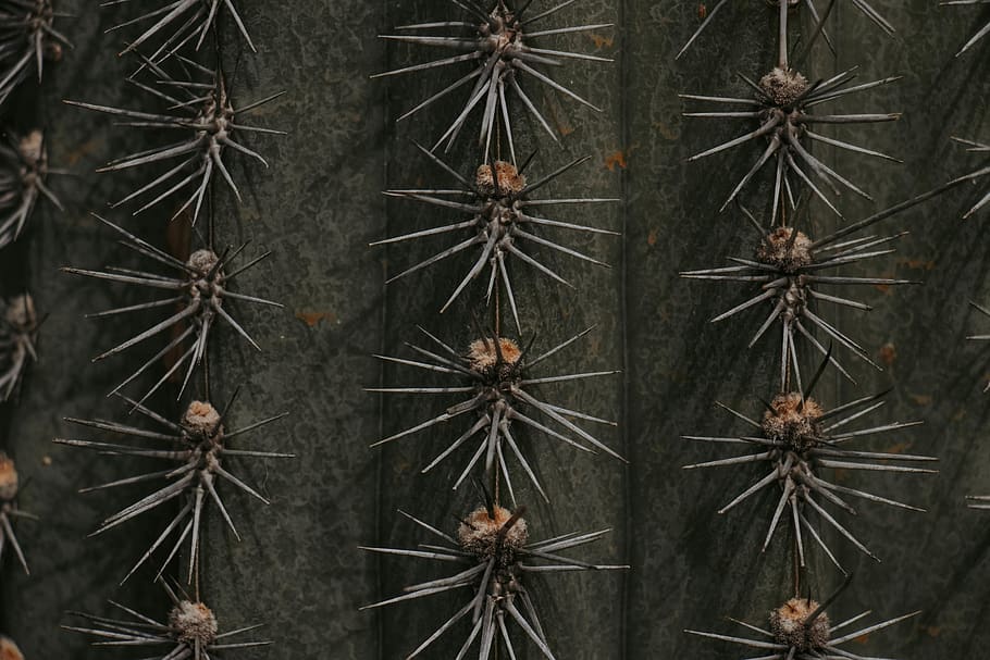 green cactus, no people, pattern, backgrounds, nature, plant HD wallpaper