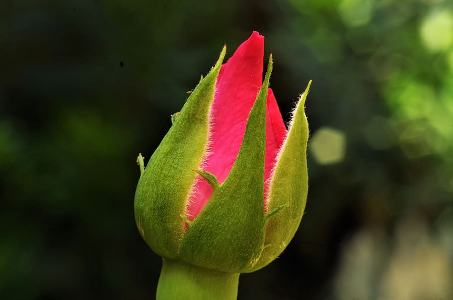 Hd Wallpaper Flower Rosa Rose Rosebud Close Up Plant Leaf Growth Wallpaper Flare