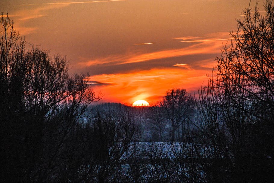 sunset, evening, belgium, tree, sky, plant, scenics - nature HD wallpaper