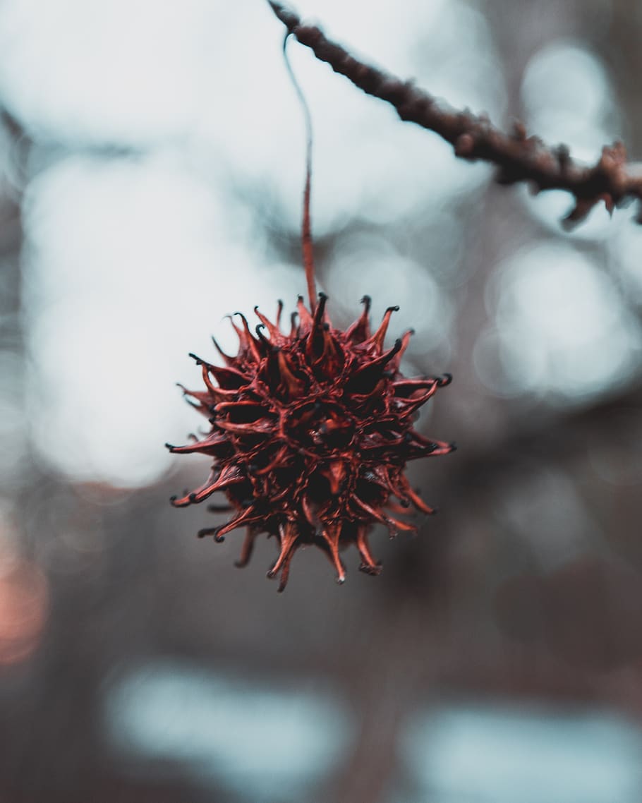 nature tree ball, close-up, focus on foreground, plant, growth HD wallpaper