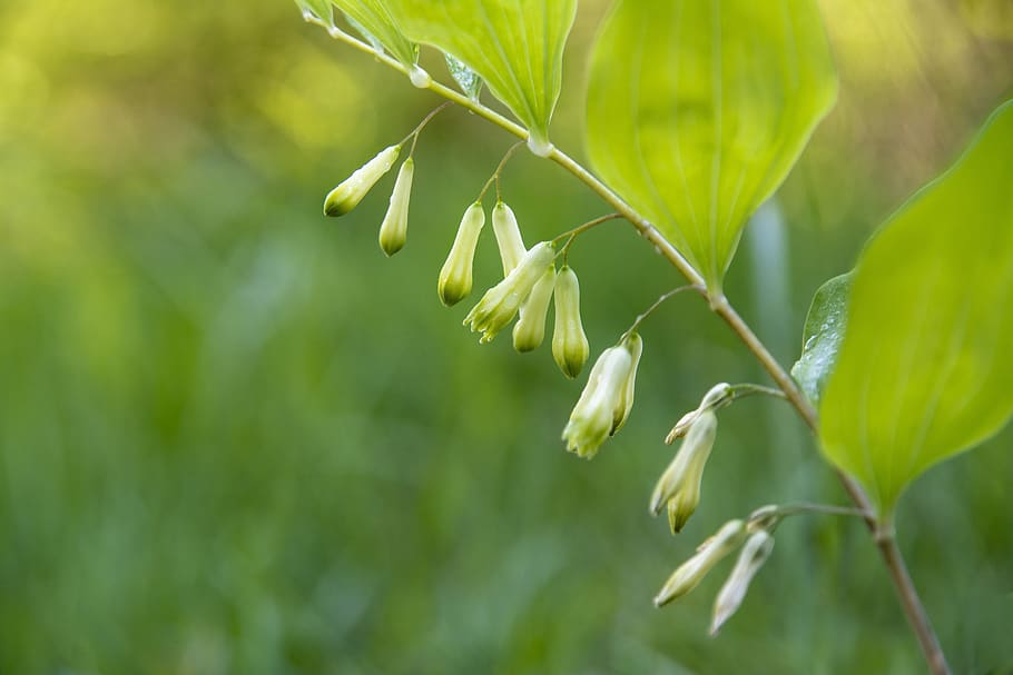 polygonatum multiflora, blossom, bloom, forest, nature, flower HD wallpaper