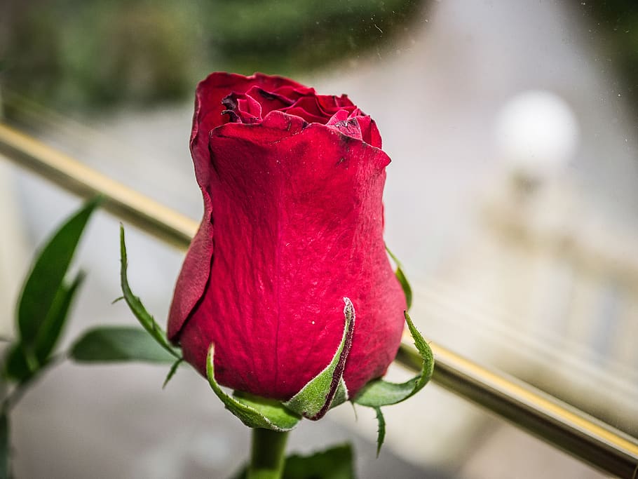 flower, bud, rose, close up, red, flowering plant, close-up HD wallpaper