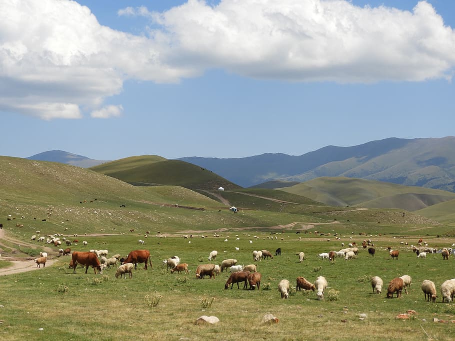 mountains, summer, alpine meadows, goats, sheep, herd, pasture HD wallpaper