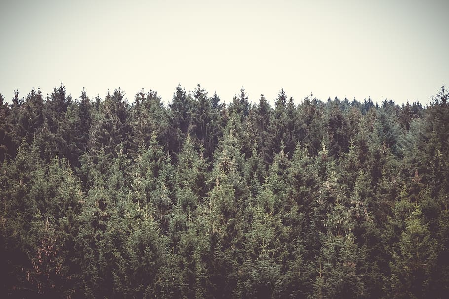 germany, gerolstein, eifel, nature, trees, tree crown, green HD wallpaper