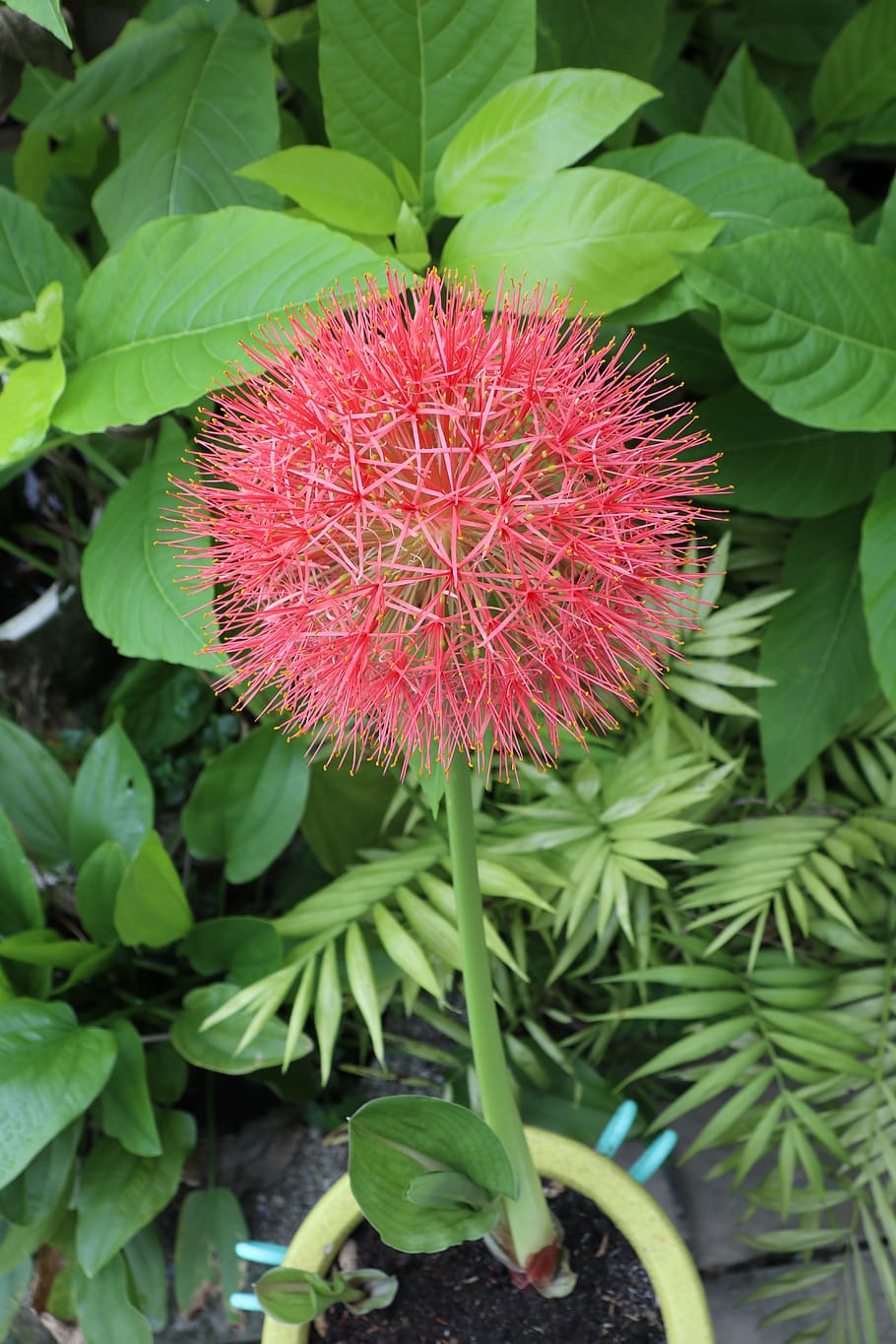 red hydrangea, garden, green, leaf, outside, nice, round, plant HD wallpaper