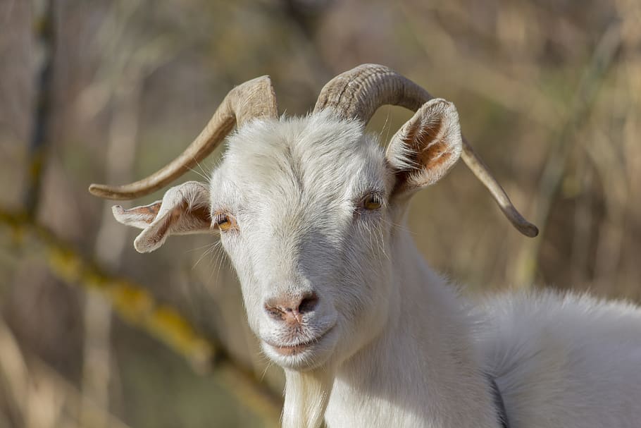 goat, kid, animal, grass, dry, autumn, animal themes, mammal HD wallpaper