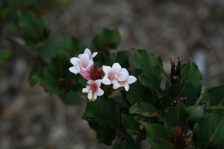 tiny, pink, flowers, tiny pink flowers, small pink flowers HD wallpaper