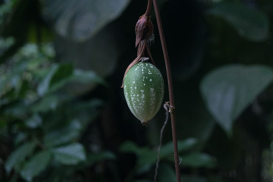 green fruit, growth, plant, close-up, focus on foreground, nature HD wallpaper