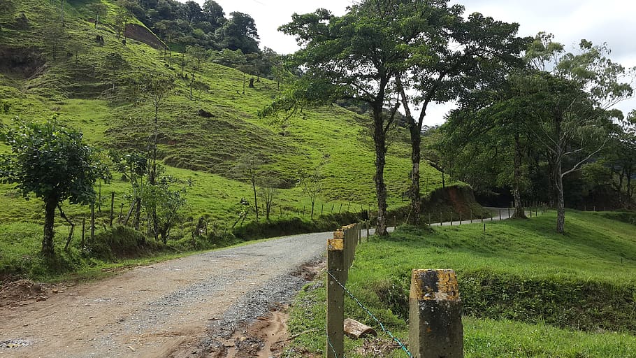 tree, road, mountain road, plant, green color, growth, tranquil scene HD wallpaper