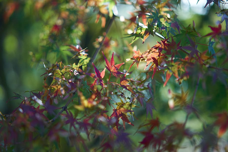 red maple leaves, tree, leaf, bush, vegetation, plant, flora, HD wallpaper