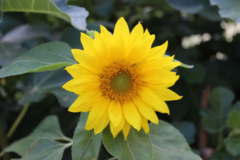 sunflower, blossom, bloom, yellow, nature, summer, sunny, flowering plant HD wallpaper