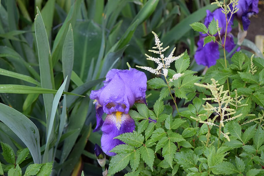 flower, iris, greenery, garden, plant, purple, freshness, plant part HD wallpaper
