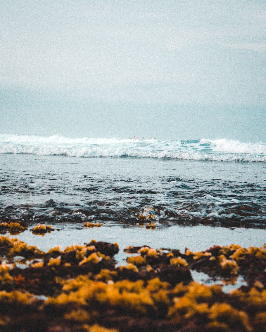 Photography Of Seashore, beach, nature, ocean, sand, scenic, seascape HD wallpaper