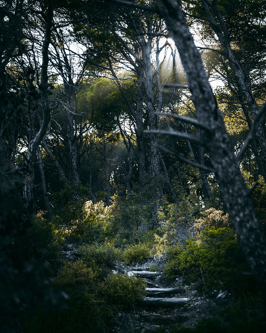 Magic Forest, tree, light ray, landscale, nature, landscape, sun HD wallpaper