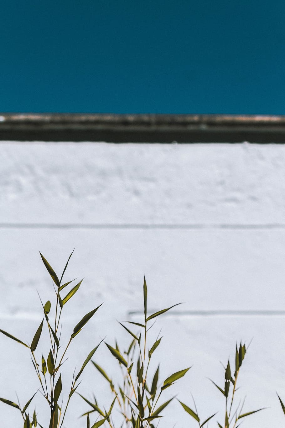 green plants near white wall, blue, phone wallpaper, sky, greenery HD wallpaper