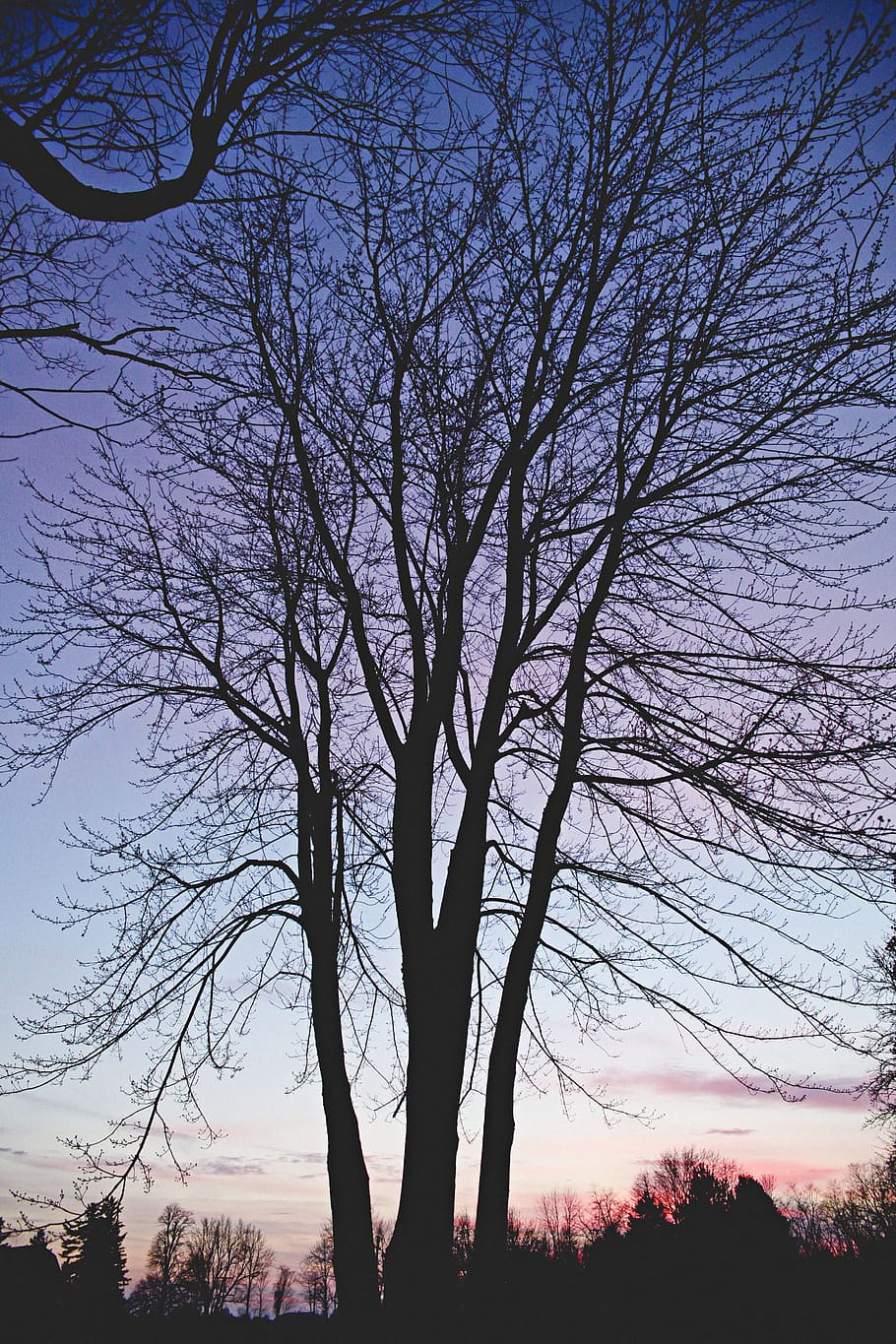 contrast, tree, sky, dusk, sunset, sunshine, fall, winter, dark HD wallpaper