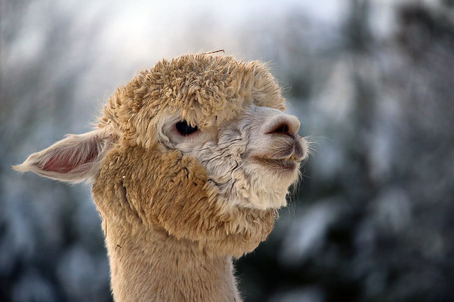 alpaca, wool, animal, head, animal themes, one animal, mammal HD wallpaper