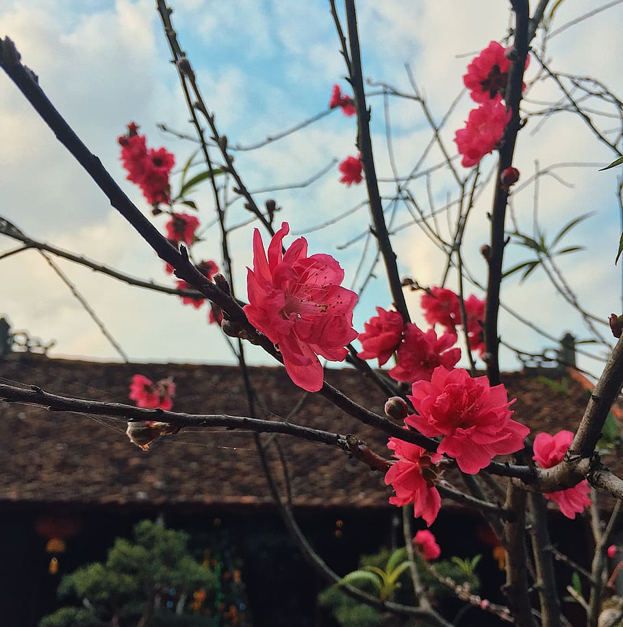 plant, flower, blossom, geranium, vietnam, thọ xuân, unnamed road HD wallpaper