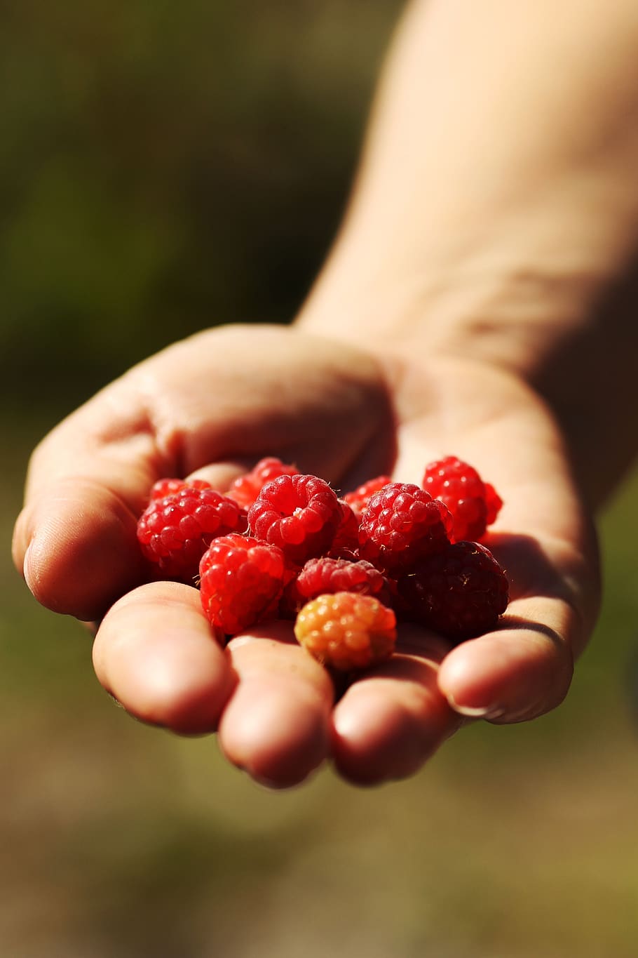 raspberry, nature, hand, summer, fruit, berry fruit, food and drink HD wallpaper