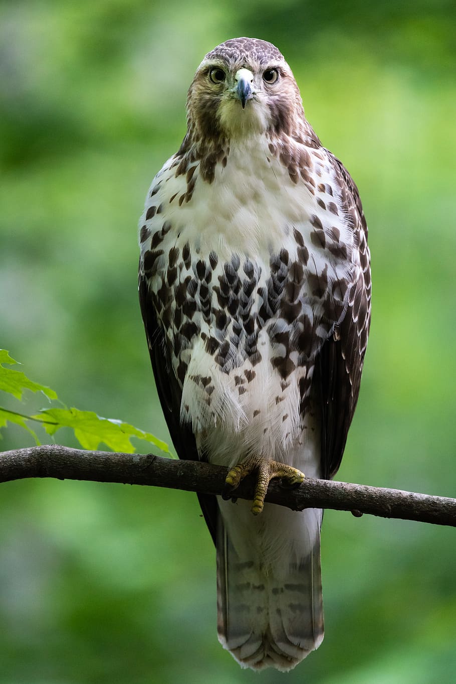 white and brown bird, one animal, animal themes, animal wildlife HD wallpaper