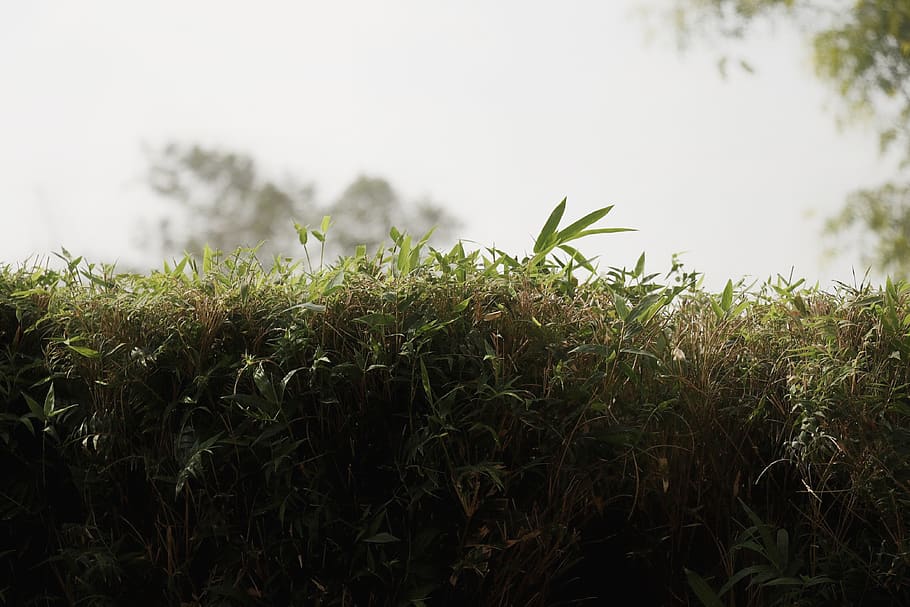 plant, growth, green color, nature, field, land, grass, tranquility HD wallpaper